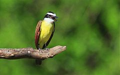 Great Kiskadee